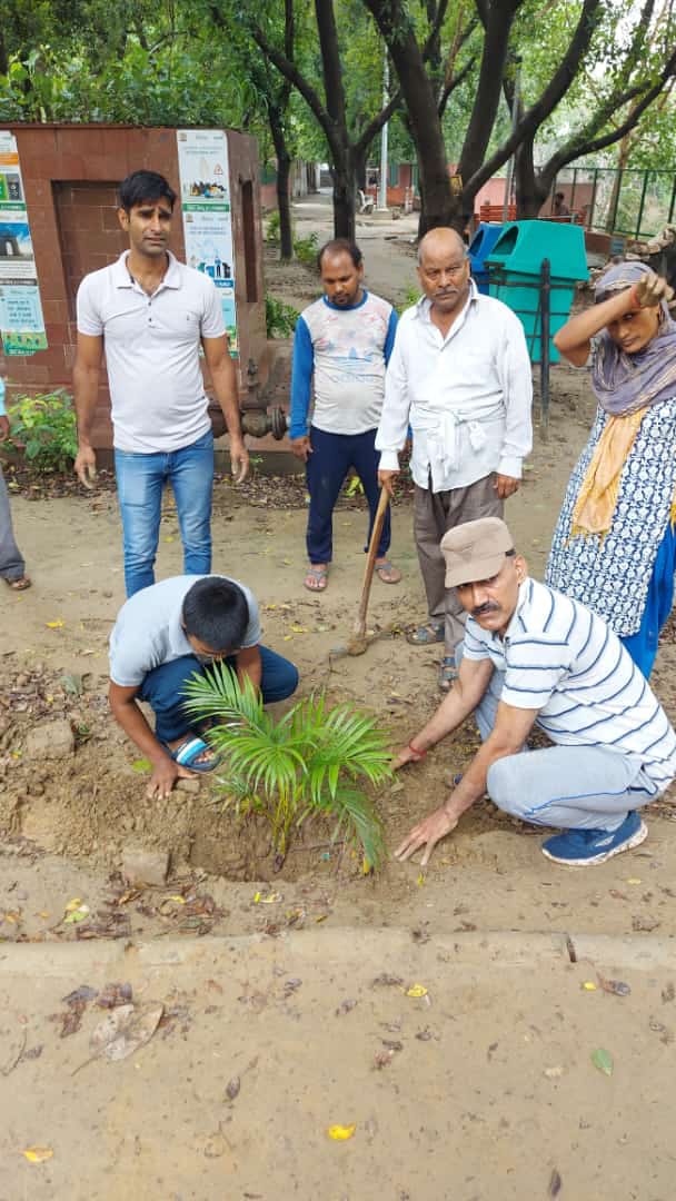 Tree Plantation
